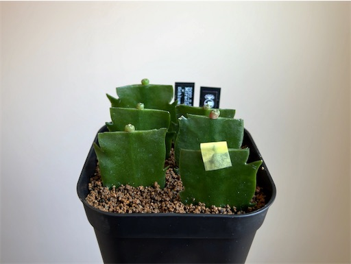 サボテン実生接ぎと僕【シャコバサボテンの実生接ぎが成功すれば