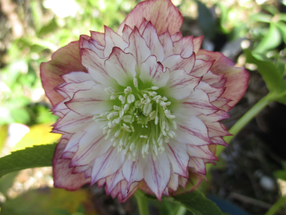 クリスマスローズ 2023-2 多弁花 - まつこの庭