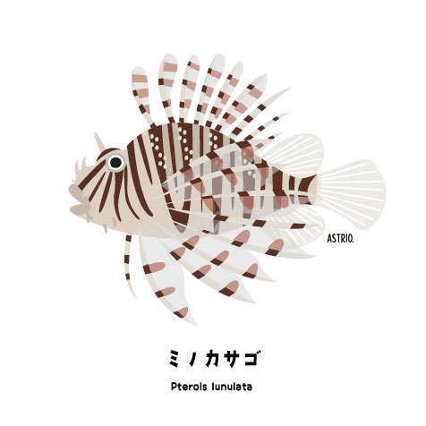 ジュディーオングの衣装みたいなミノカサゴさん - Marine Life Log