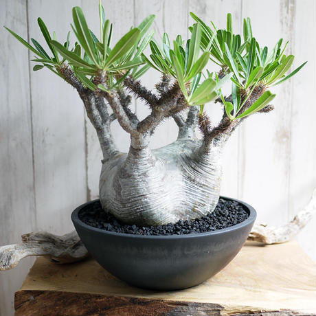 コーデックス】人気の塊根植物「パキポディウム・グラキリス」を買って