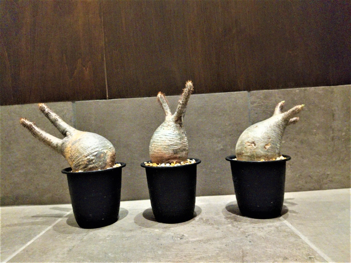 4つの条件を重視する】グラキリス初の発根管理 - And Plants