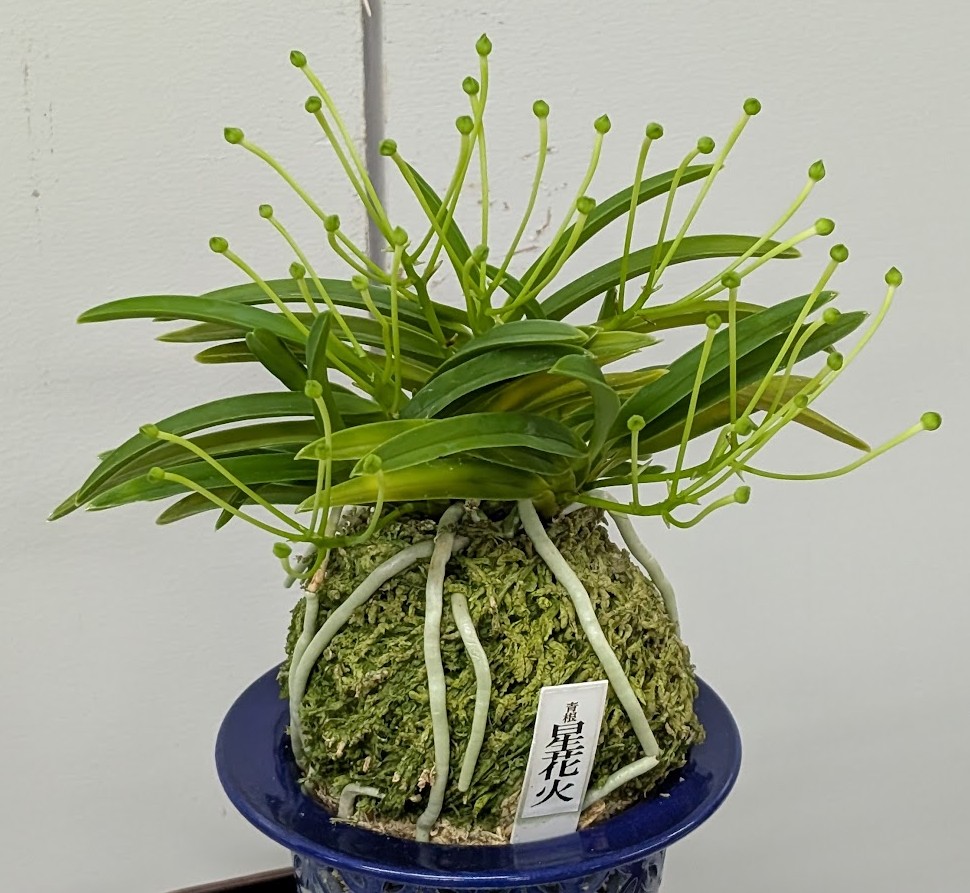 彩と香の富貴蘭展 と (=^・^=) - 猫屋の女将