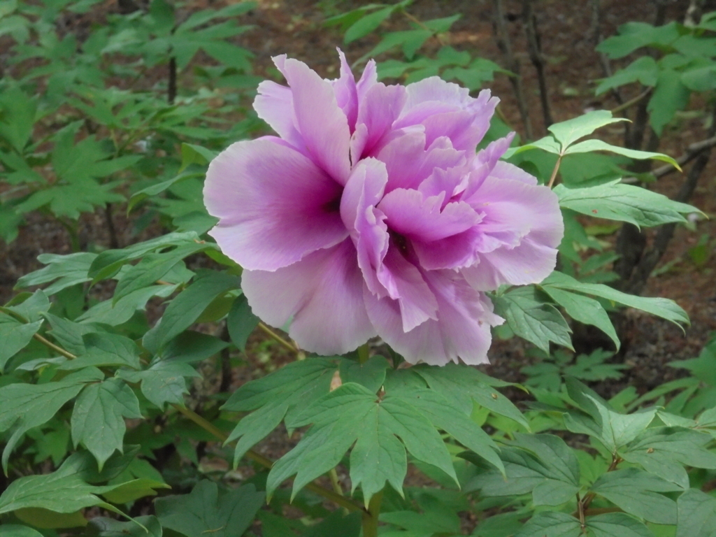 日本画の杜 第十二章 「牡丹」 2017・5 - nihonganomori's blog