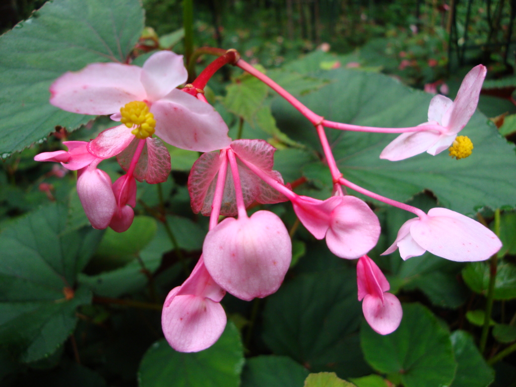 日本画の杜 第三章 「椿下白猫」 2016・9 - nihonganomori's blog