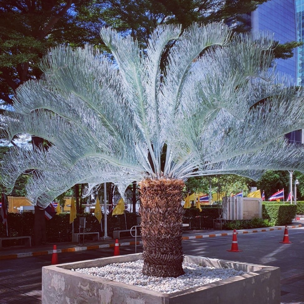 サイカス カイルンシアナについて - にわのこと