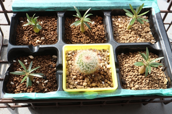 実生のグラキリス 種まきから2ヶ月 - 植物日誌