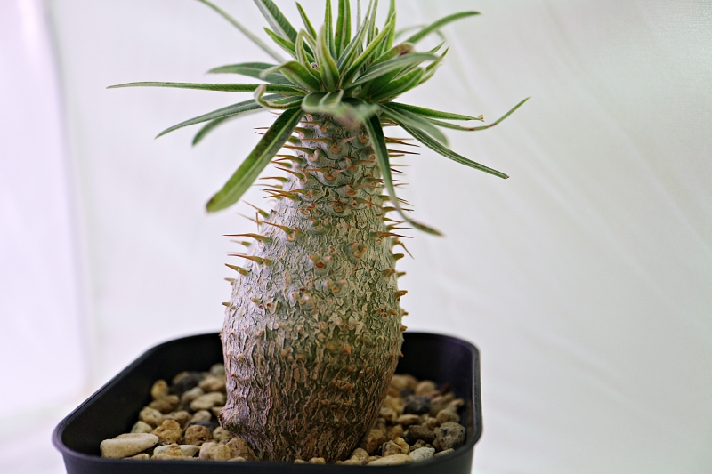 パキポディウムグラキリス 現地球と実生の成長2020 - 植物日誌