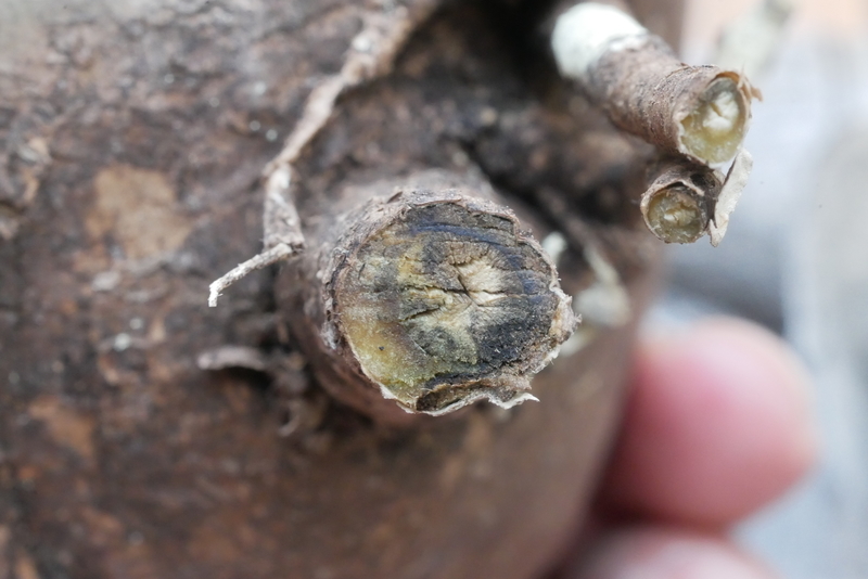 パキポディウム・グラキリスの発根管理について - 天気を気にするひと