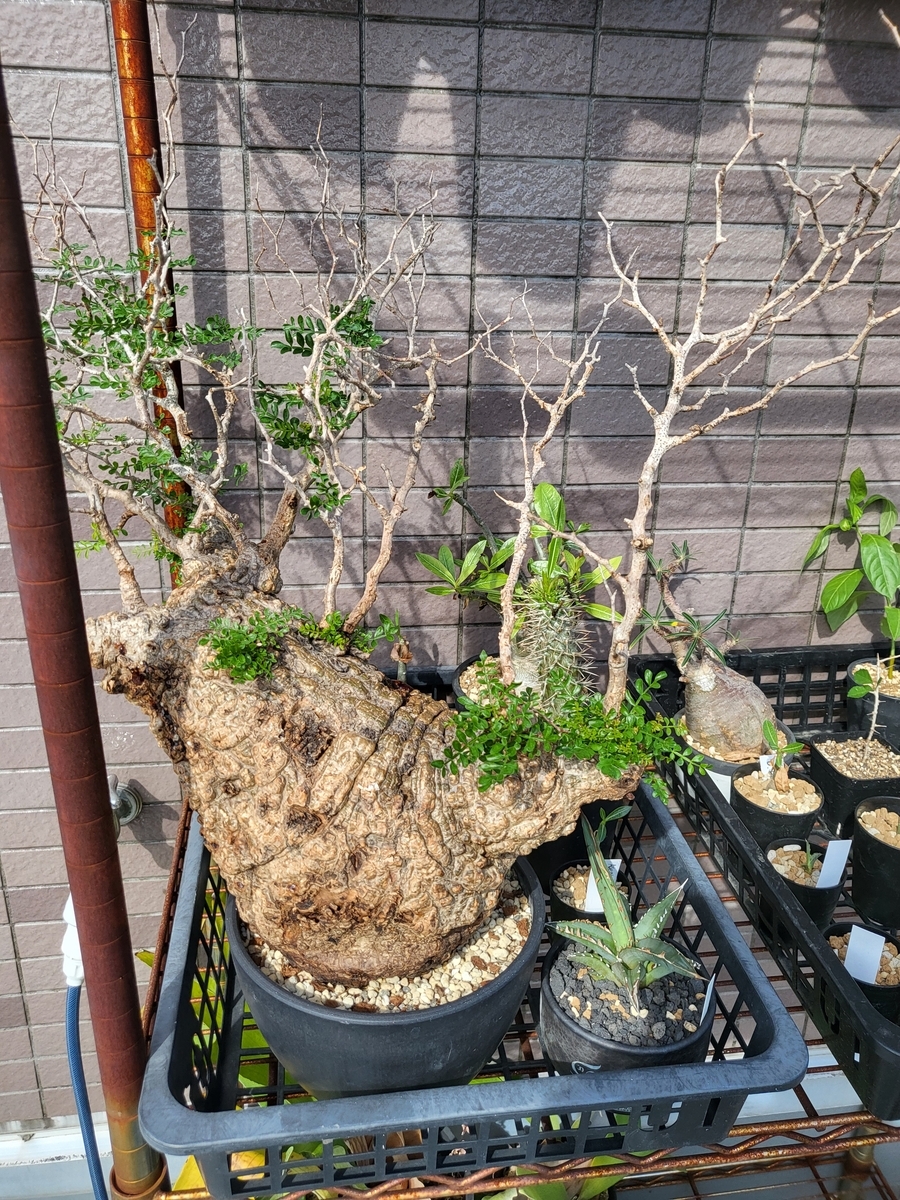 観葉植物】オペルクリカリア パキプス ～Operculicarya pachypus