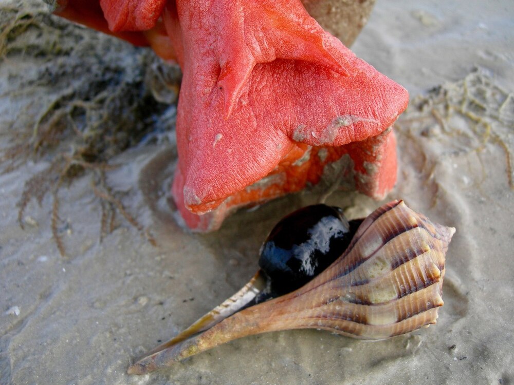 ギャラリー：巨大な巻き貝ダイオウイトマキボラ 写真5点 | ナショナル