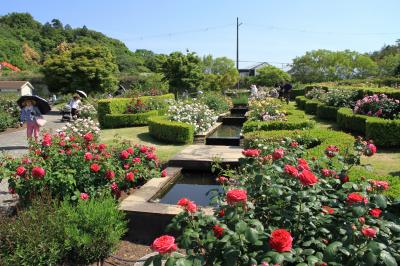 泉南市農業公園「花咲きファーム」のイングリッシュローズガーデン