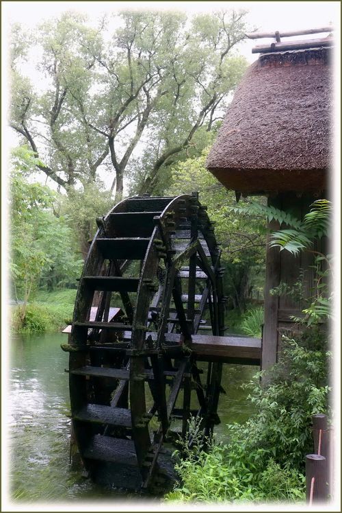 Solitary Journey ［1424］ 湧水を湛える蓼川に回る三連の水車、安曇野