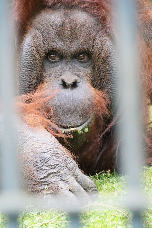 春のような初夏の旭山動物園2023（8）おらんうーたん・ちんぱんじー館