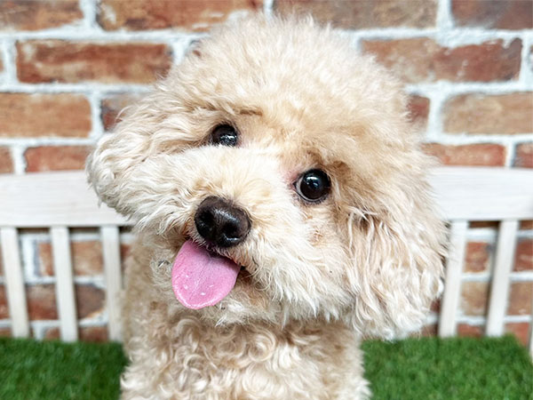 ぷーたくん | トイプードルの保護犬 | anifare(アニフェア)｜保護犬に