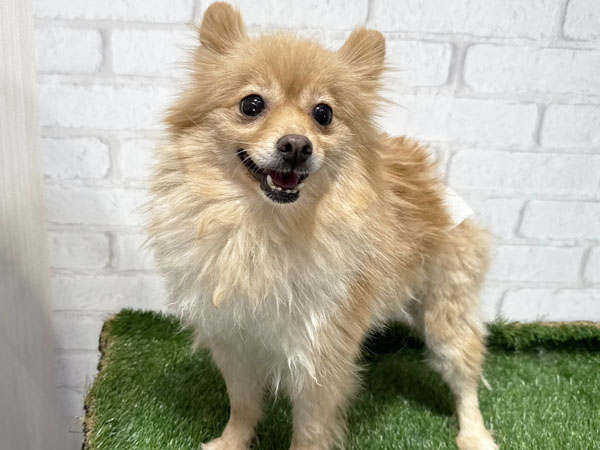 麦ちゃん | ポメラニアンの保護犬 | anifare(アニフェア)｜保護犬に