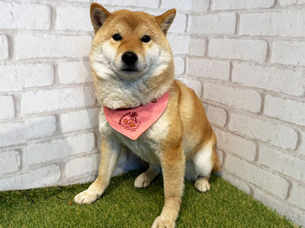 やえこちゃん | 柴犬の保護犬 | anifare(アニフェア)｜保護犬に、医療