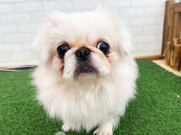 ムースちゃん | ペキニーズの保護犬 | anifare(アニフェア)｜保護犬に