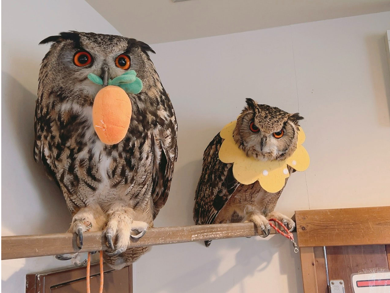 原宿駅徒歩1分】ふれあい＆Cafeコース・デザート付｜ふくろうを手に