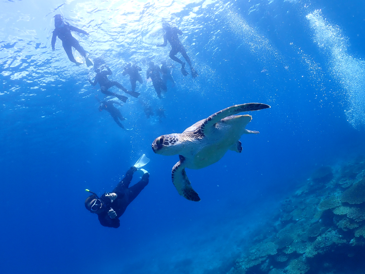 柏島で最上級の感動体験】柏島ボートシュノーケルツアー☆2エントリー