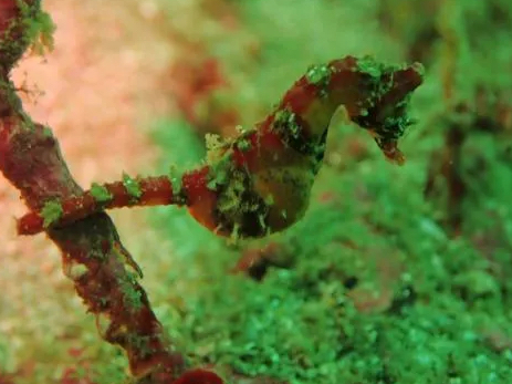 無料送迎付】神奈川で辰年の『タツノオトシゴ』に会いに行こう