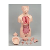 京都科学 人体解剖モデル”タッチゃんII”TMー90ーII K11120-000 1台 67