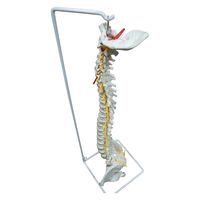 NGD 脊椎・背骨 等身大精密模型 25554500 2000319987007 1台（直送品