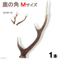 リーフ 国産 鹿の角 オブジェ Mサイズ 2250001963615 1個（直送品