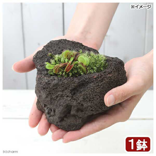 チャーム (観葉植物)苔盆栽 ハエトリソウ 溶岩石鉢植え(1鉢) 473428 1