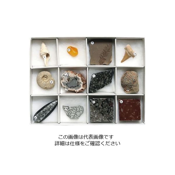 東京サイエンス 化石標本(化石標本12種) 3-654-03 1セット（直送品