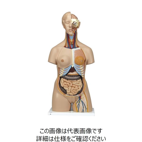 ナリカ 人体解剖模型(トルソ型) Bー30N M60-4026 1セット（直送品