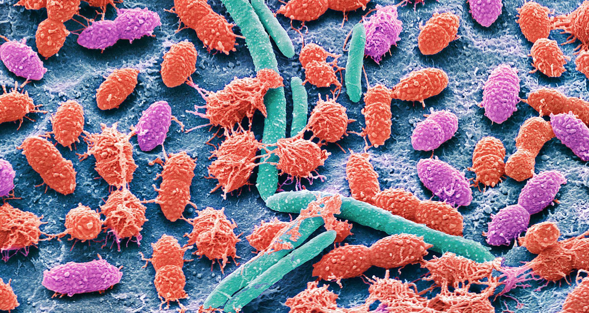 bacteria - Students | Britannica Kids | Homework Help