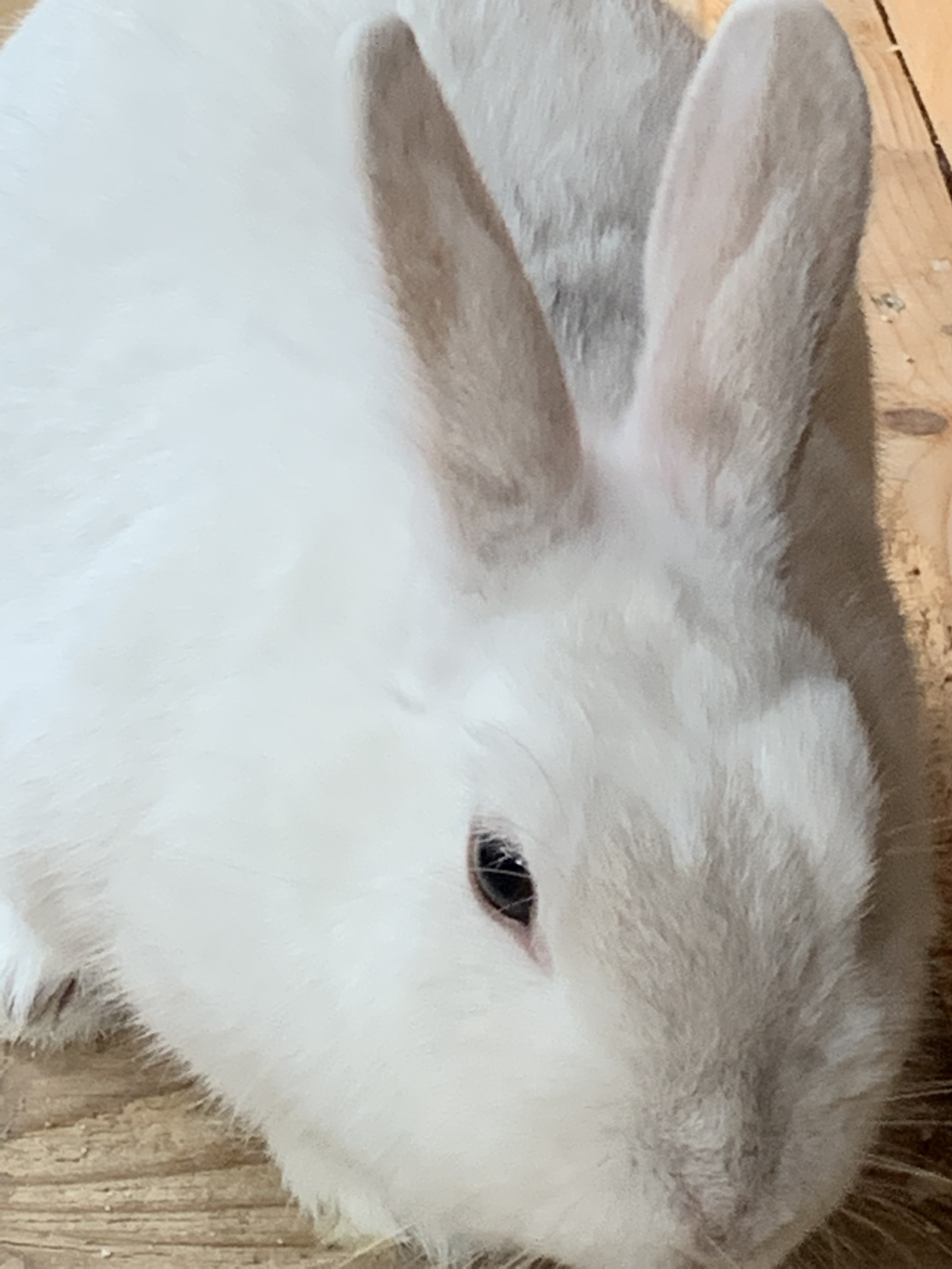 ❤️うさぎさま❤️