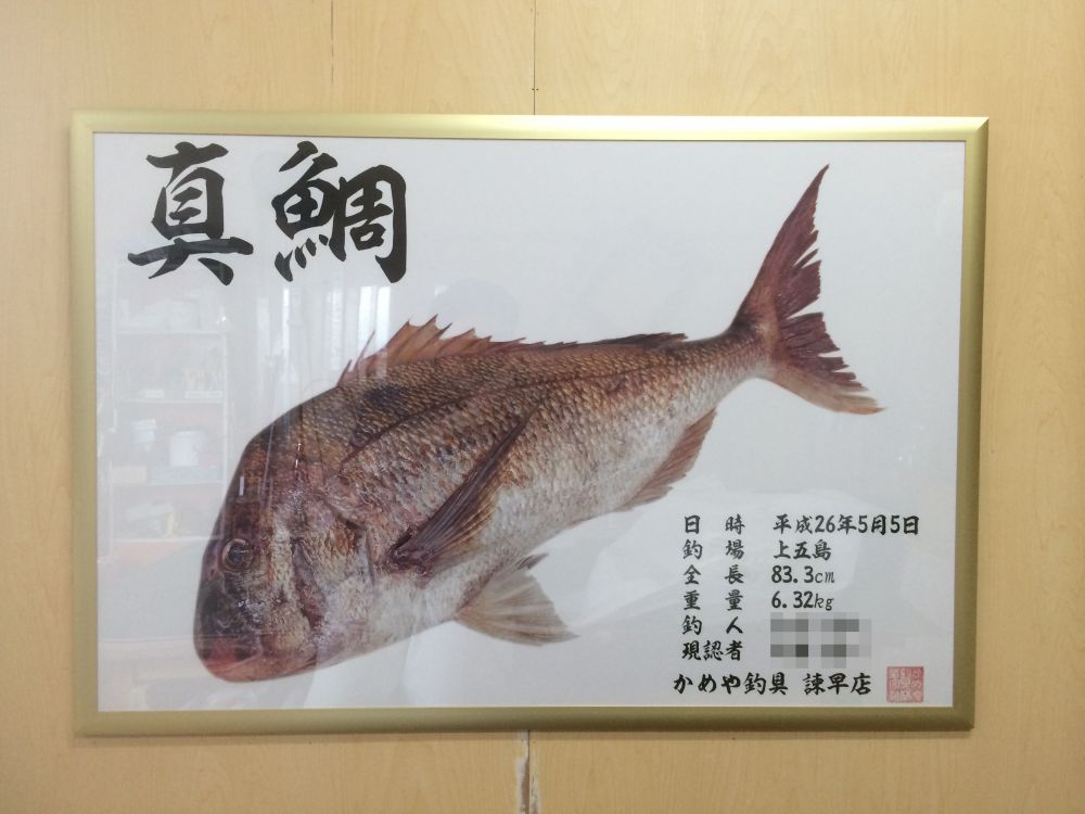 めでたい　魚　額縁 楽天市場】目出鯛 8号【開店祝い】【紙張子】【店舗装飾】【開運