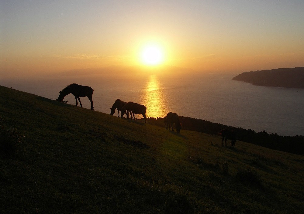 やました農園 マンゴー おいしい 甘い 宮崎 完熟マンゴー 山下農園