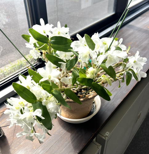 やました農園 マンゴー おいしい 甘い 宮崎 完熟マンゴー 山下農園