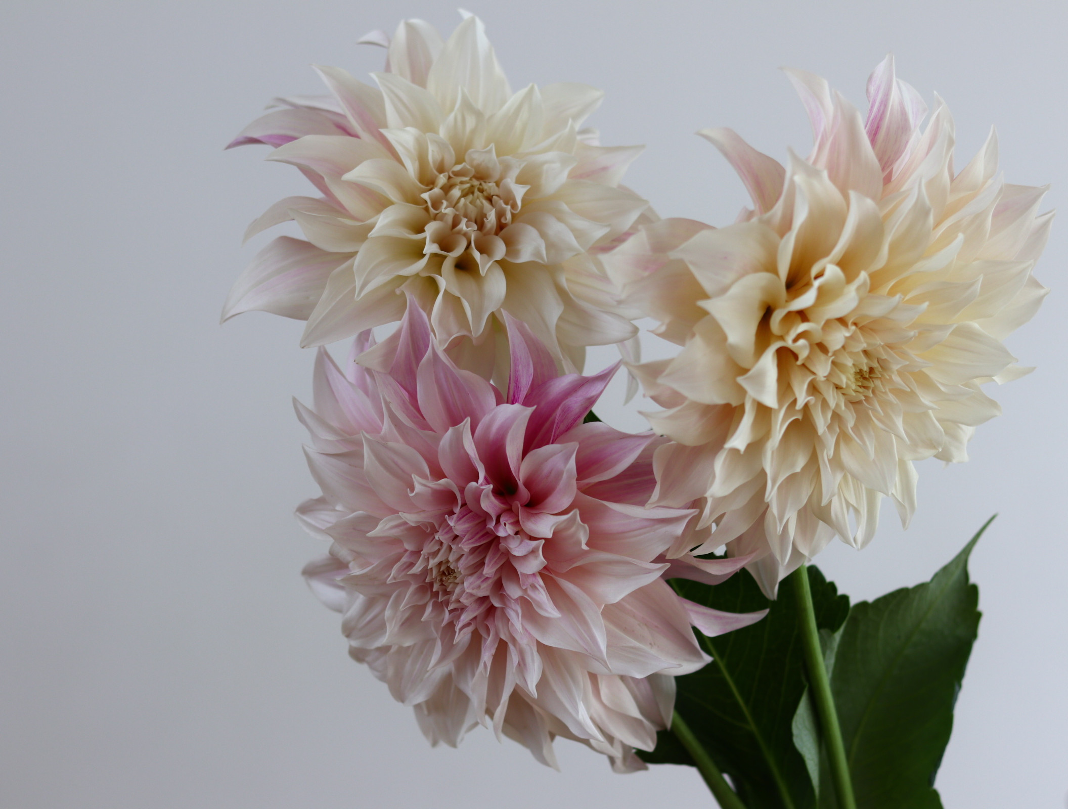 ダリア“カフェオレ”入荷しました。 - 花蕾 karai fleuriste