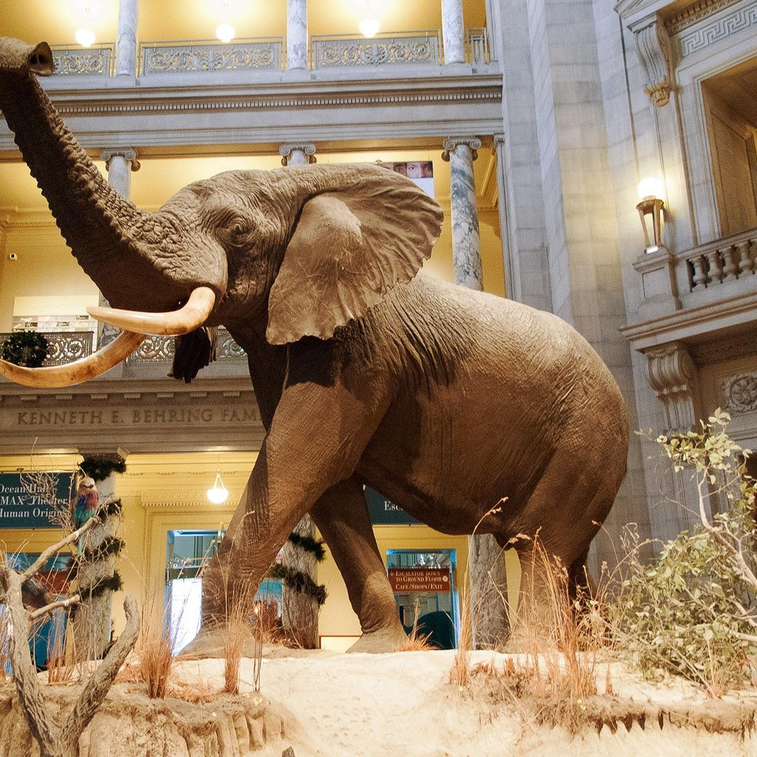 スミソニアン自然史博物館 ツアー セミプライベート 8名 | GetYourGuide