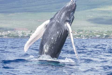 2026年マウイ島人気のイルカ＆ホエールウォッチング体験 | ゲットユア