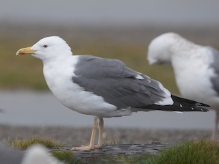 ニシセグロカモメ - eBird