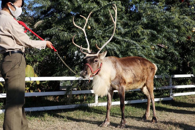 本物のトナカイと過ごす笑顔のクリスマス！ 「王国のメリークリスマス