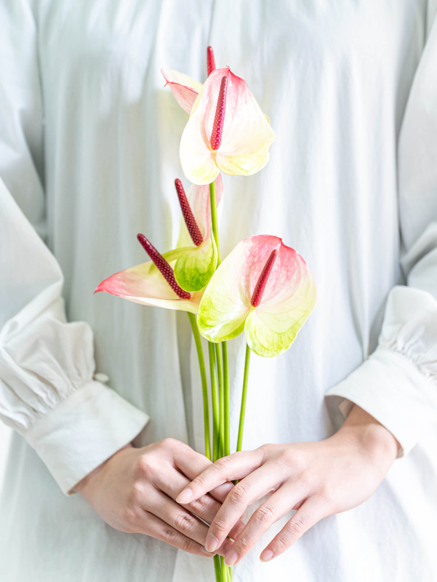 アンスリウム（複色）おまかせ品種｜花の仕入れを簡単に。花材の卸通販