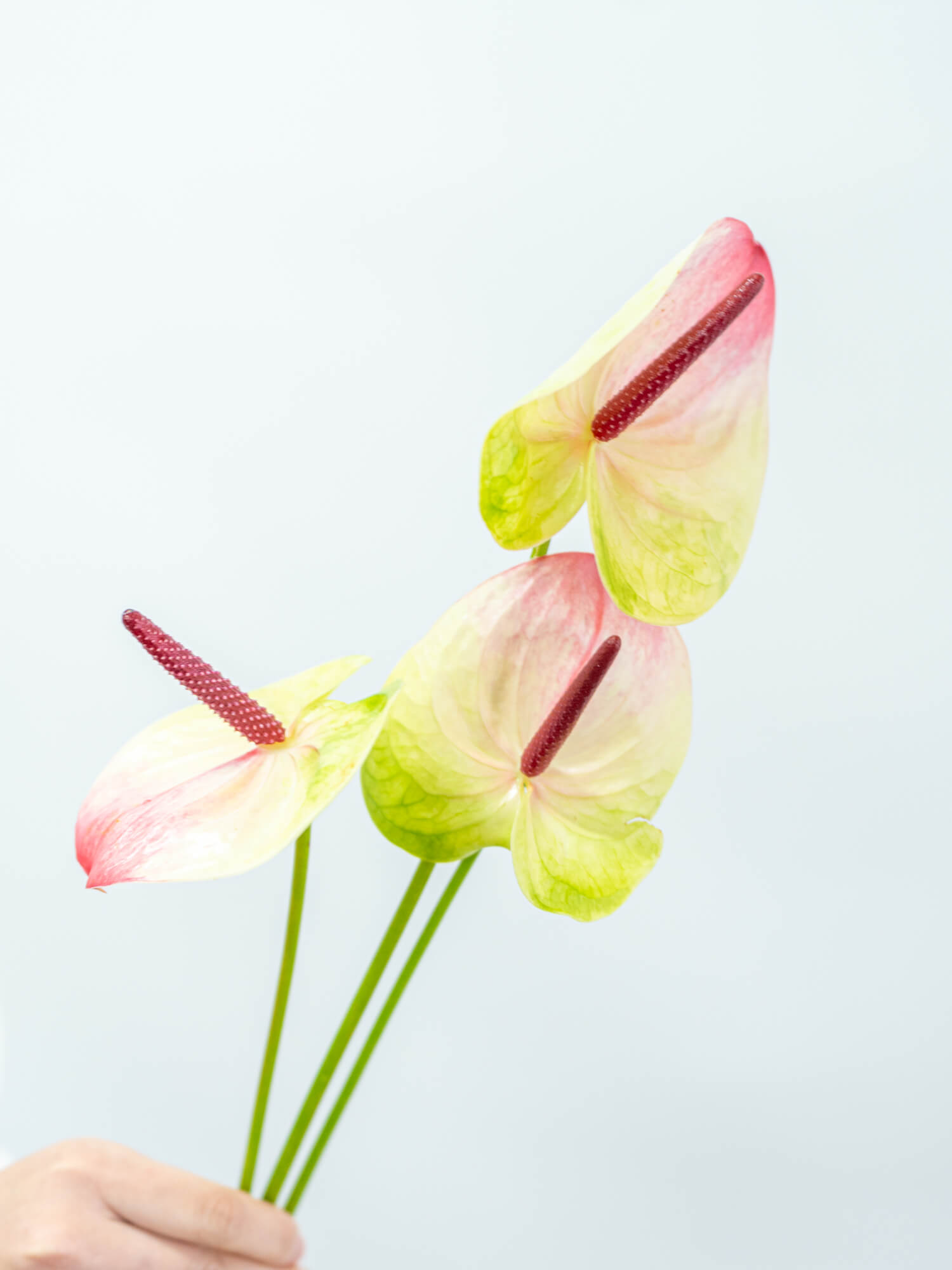 アンスリウム（複色）おまかせ品種｜花の仕入れを簡単に。花材の卸通販