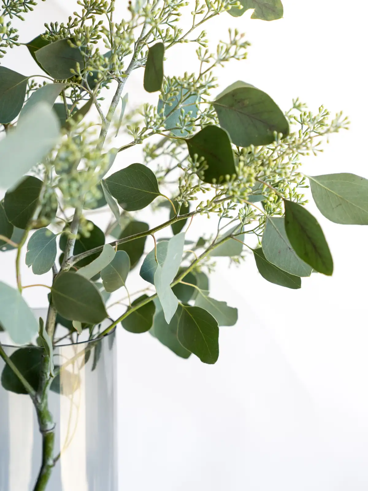 ユーカリ（緑）ポポラスベリー｜花の仕入れを簡単に。花材の卸通販