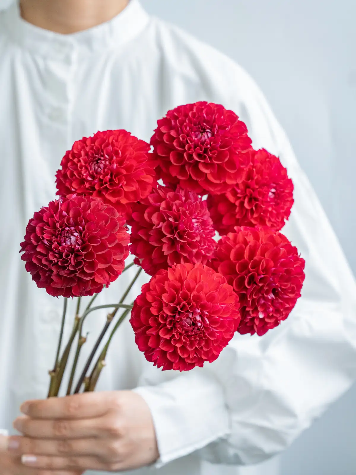 ダリア（複色）NAMAHAGE MOMO｜花の仕入れを簡単に。花材の卸通販