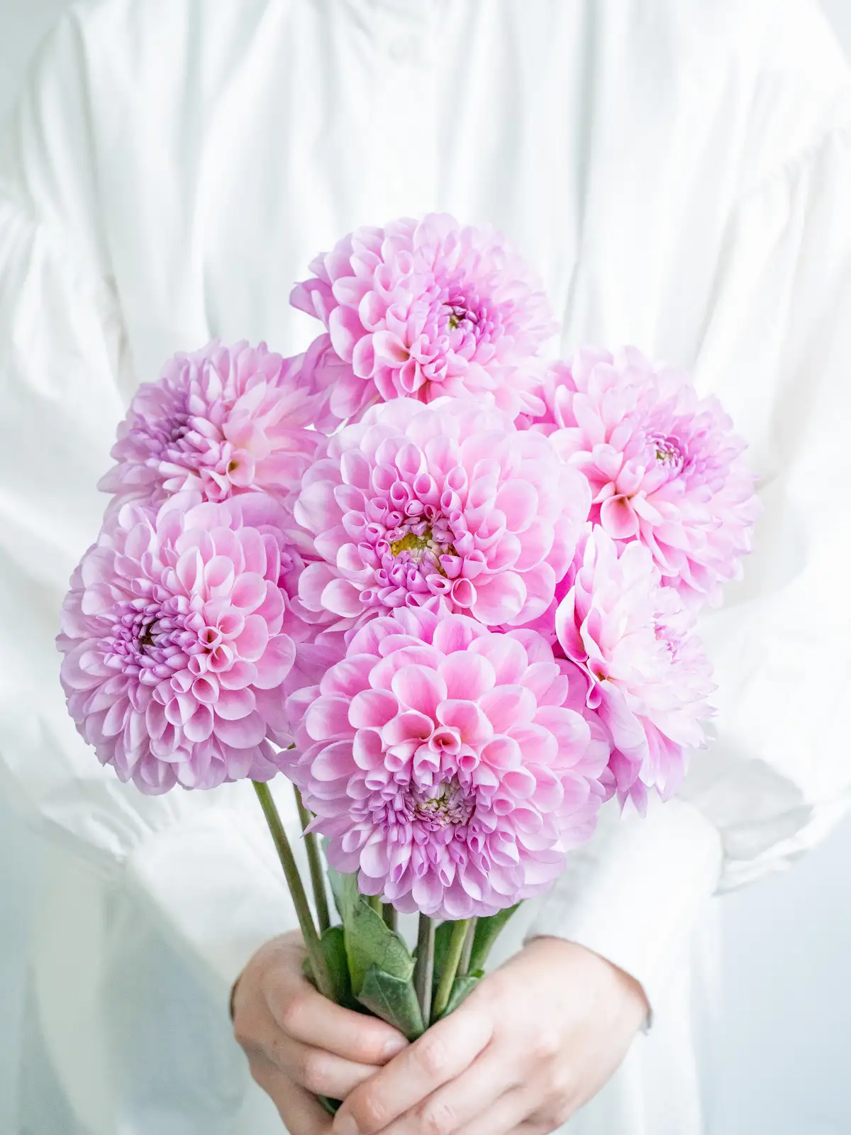 ダリア（複色）NAMAHAGE MOMO｜花の仕入れを簡単に。花材の卸通販