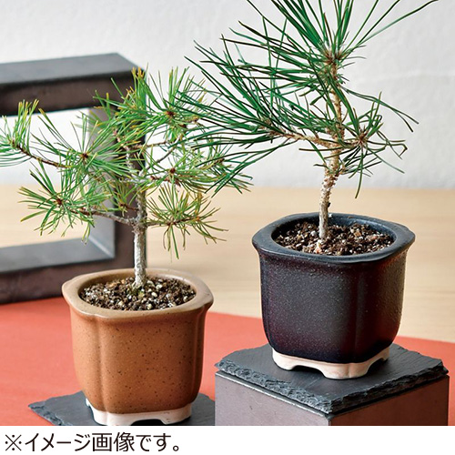 聖新陶芸 TheBONSAI 黒松 GD‐99201｜【ハンズネットストア】