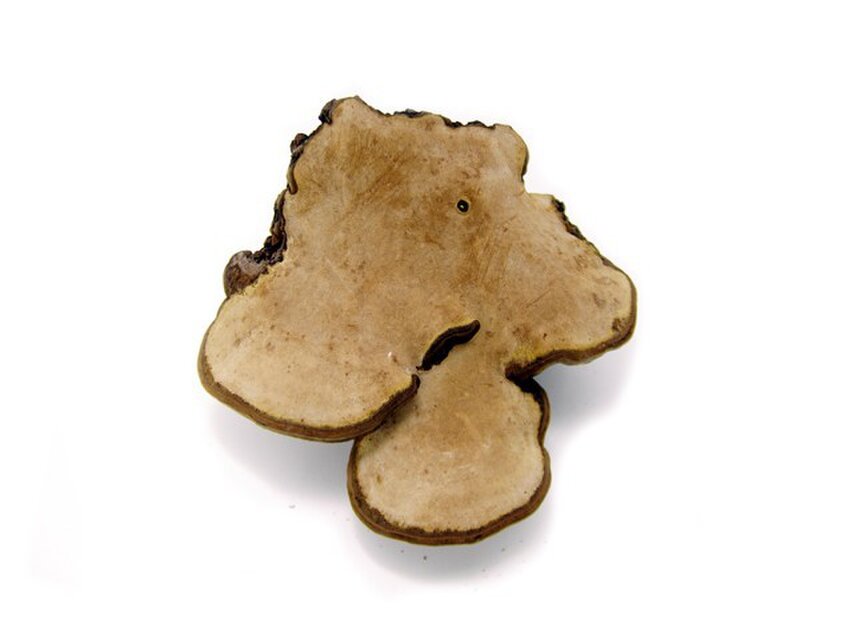 サルノコシカケ | iichi 日々の暮らしを心地よくするハンドメイドや