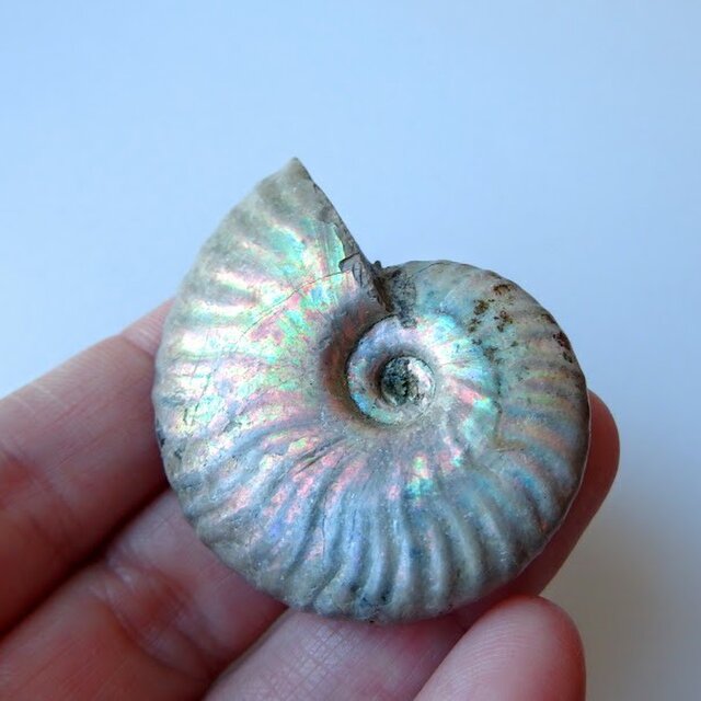 アンモナイト オパール化遊色 マダガスカル産 25g 化石 | iichi 日々の