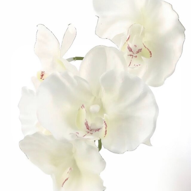 光触媒 人工観葉植物 フェイクグリーン プレミアム胡蝶蘭5本立W