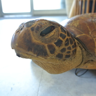 亀の剥製 はく製 カメの置物 壁掛け オブジェ インテリアや店頭看板に